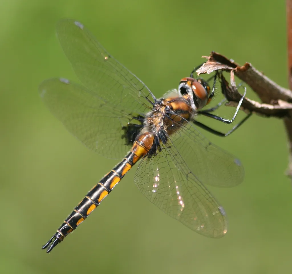 Spiny Baskettail
