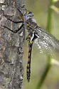 Robust Baskettail
