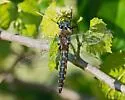 Robust Baskettail - photo 2
