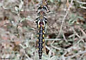 Robust Baskettail - photo 3
