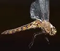 Robust Baskettail - photo 4