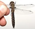 Robust Baskettail - photo 5