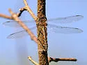 Florida Baskettail