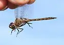 Florida Baskettail - photo 2