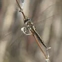 Florida Baskettail - photo 3