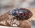 Epitragodes tomentosus - Epitragodes tomentosus