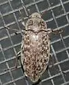 Epitragodes tomentosus - photo 2