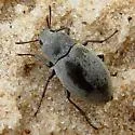 Epitragosoma arenarium