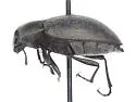 Epitragosoma arenarium - photo 2