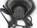 Epitragosoma arenarium - photo 4