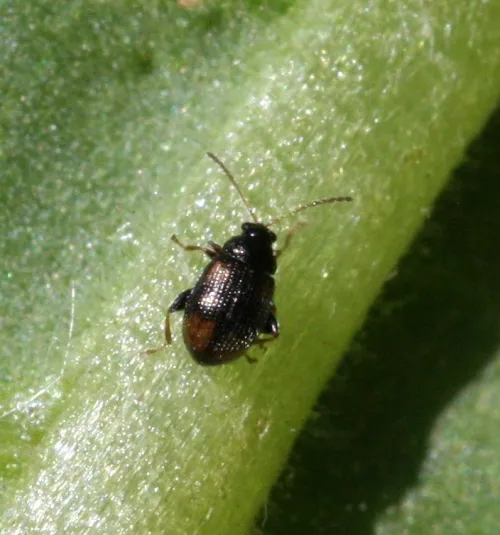 Epitrix atropae