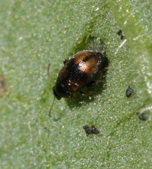 Epitrix atropae - photo 2