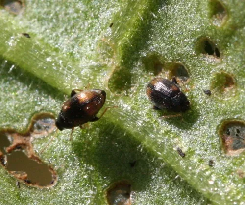 Epitrix atropae - photo 3
