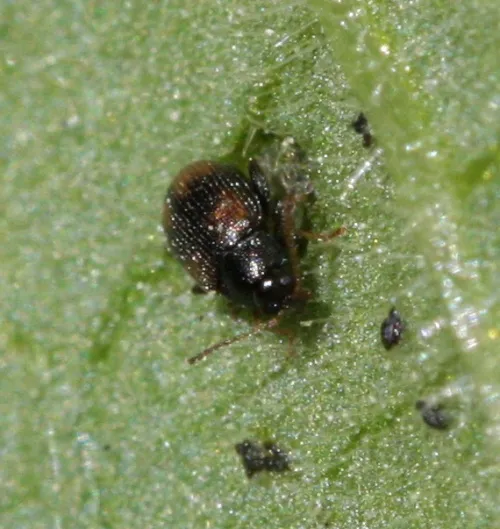 Epitrix atropae - photo 4