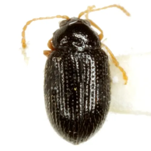 Epitrix capsica