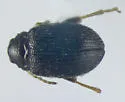 Potato Flea Beetle - photo 2