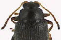 Potato Flea Beetle - photo 3