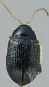 Potato Flea Beetle - photo 4