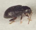 Potato Flea Beetle - photo 5