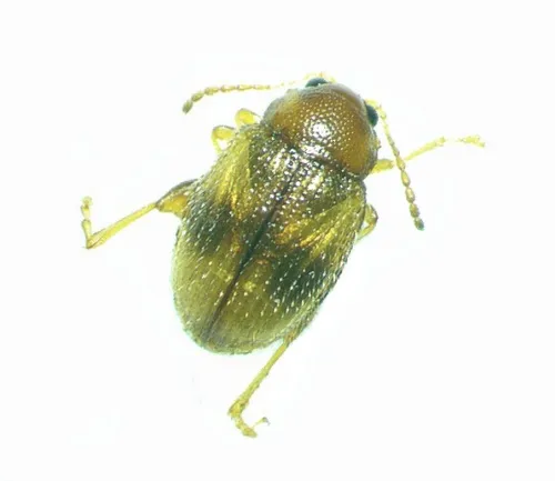 Southern Tobacco Flea Beetle