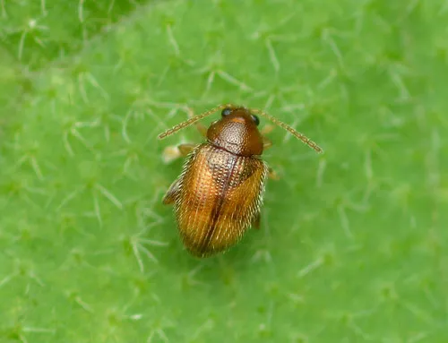Southern Tobacco Flea Beetle - photo 3
