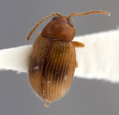 Southern Tobacco Flea Beetle - photo 4