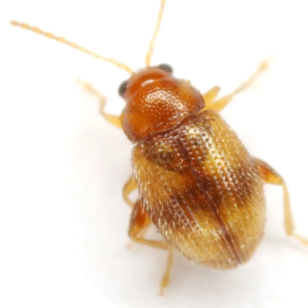 Southern Tobacco Flea Beetle - photo 5