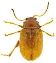 Epitrix flavotestacea 0