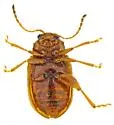 Epitrix flavotestacea 0 - photo 2