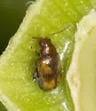 Tobacco Flea Beetle