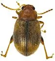 Tobacco Flea Beetle - photo 2