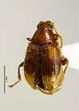Tobacco Flea Beetle - photo 4