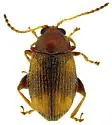 Tobacco Flea Beetle - photo 5