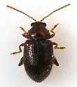 Epitrix humeralis - photo 2