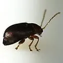 Epitrix humeralis - photo 3
