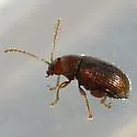 Epitrix humeralis - photo 4