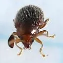 Epitrix humeralis - photo 5