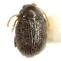 Epitrix lobata - Epitrix lobata