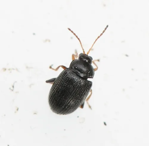 Epitrix pubescens