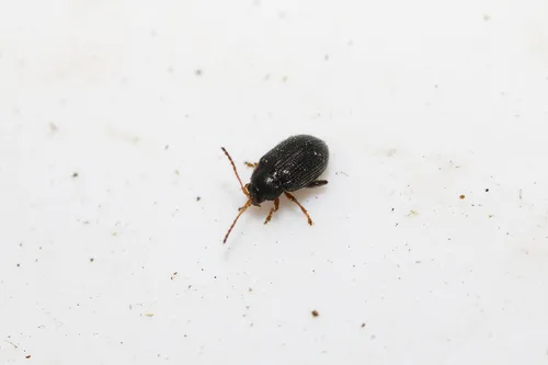 Epitrix pubescens - photo 2