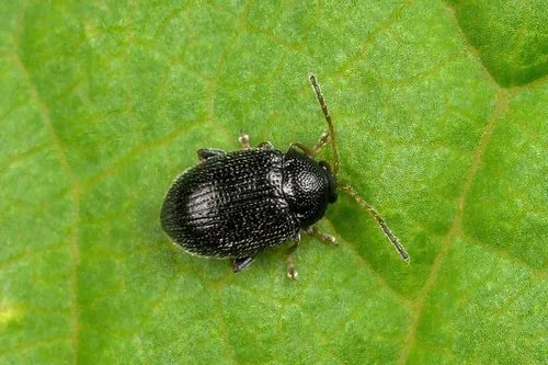 Epitrix pubescens - photo 3