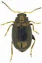 Western Potato Flea Beetle - photo 2