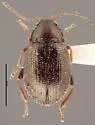 Western Potato Flea Beetle - photo 4