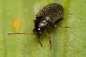 Tuber Flea Beetle - photo 2