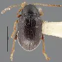 Tuber Flea Beetle - photo 3