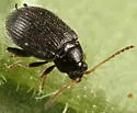 Tuber Flea Beetle - photo 4