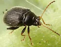 Tuber Flea Beetle - photo 5