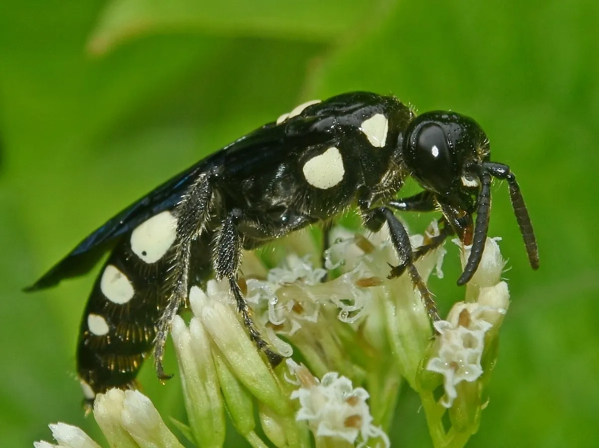 Epomidiopteron julii - photo 2