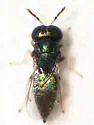 Eprhopalotus hansoni