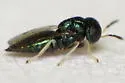 Eprhopalotus hansoni - photo 2
